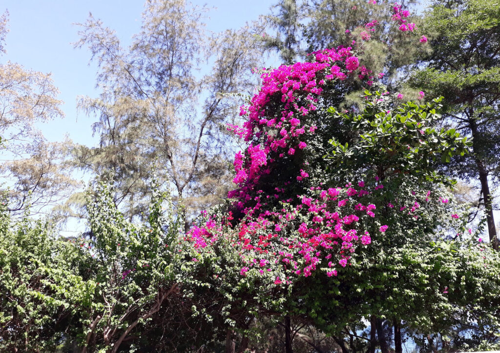 hoa bằng lăng