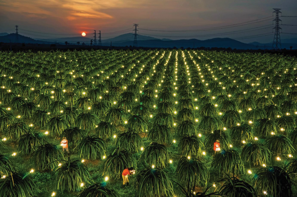 Thanh long