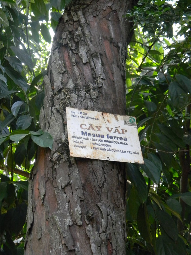 Thân cây vấp 1 trong Thảo Cầm Viên 